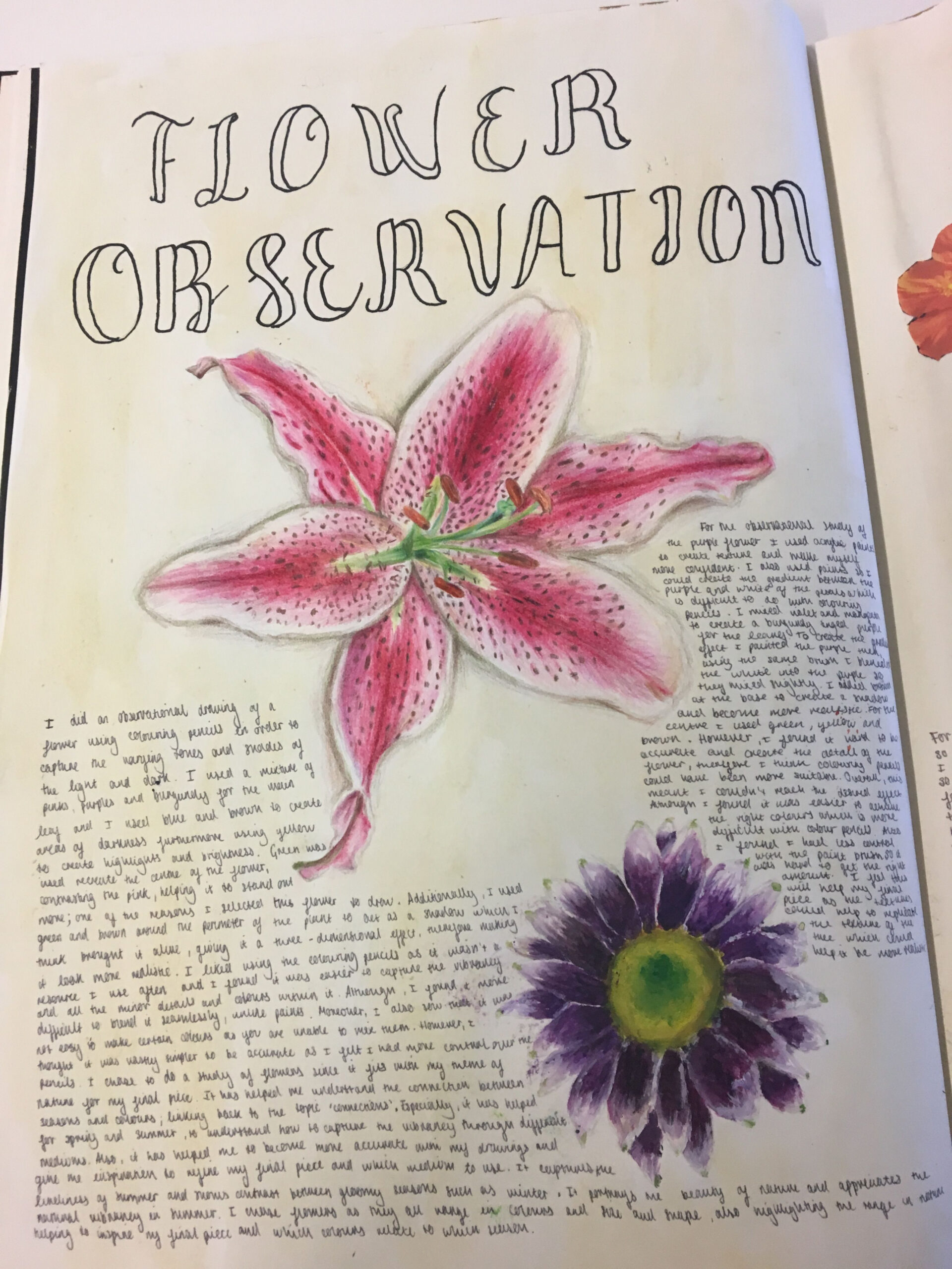 My flower observation studies for my gcse art  Gcse art