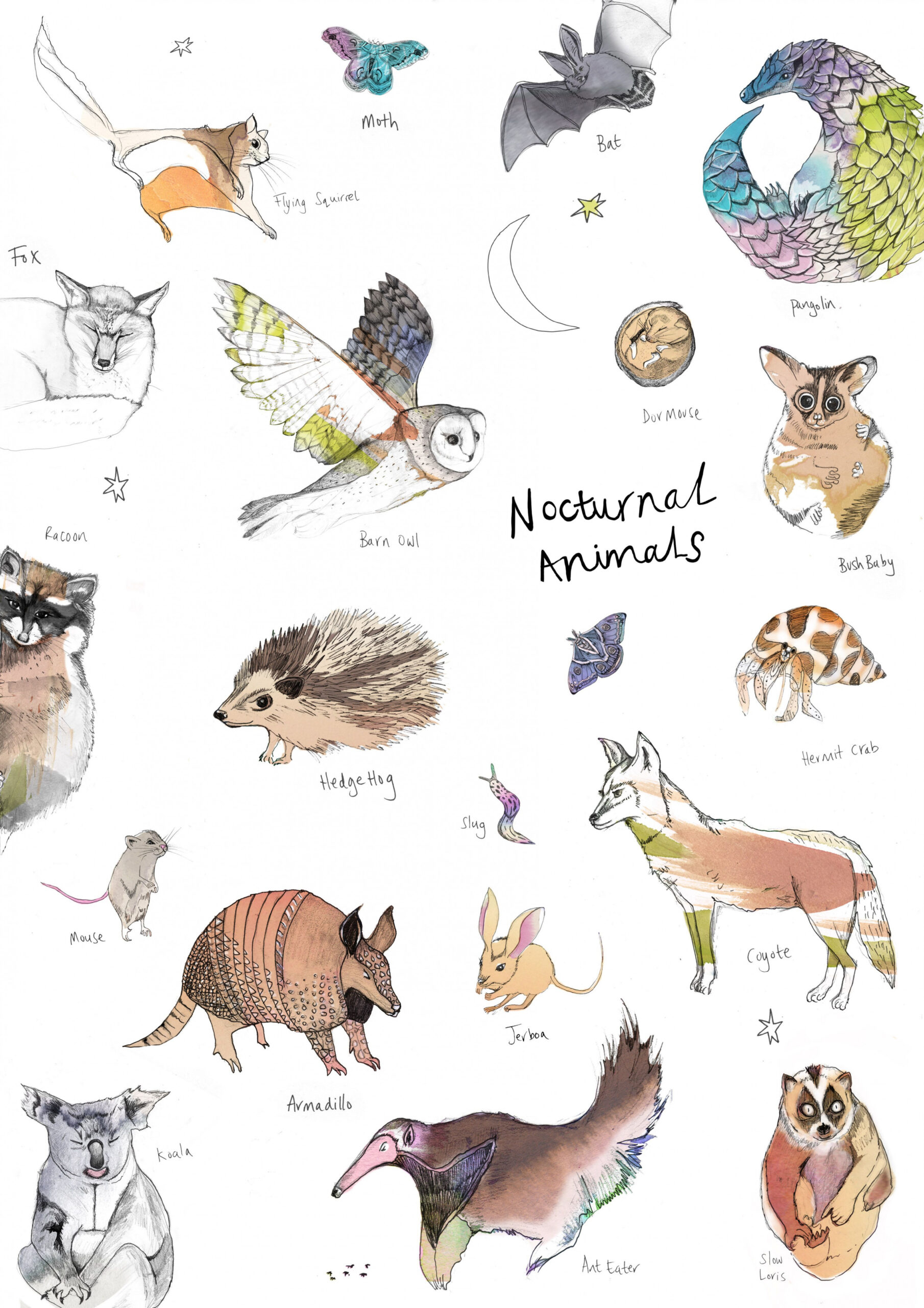 Nocturnal Animal Art Print By Nina Nou  Nocturnal animals, Animal