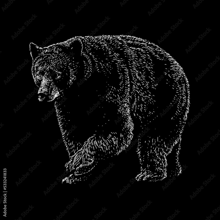 North American Black Bear hand drawing vector illustration