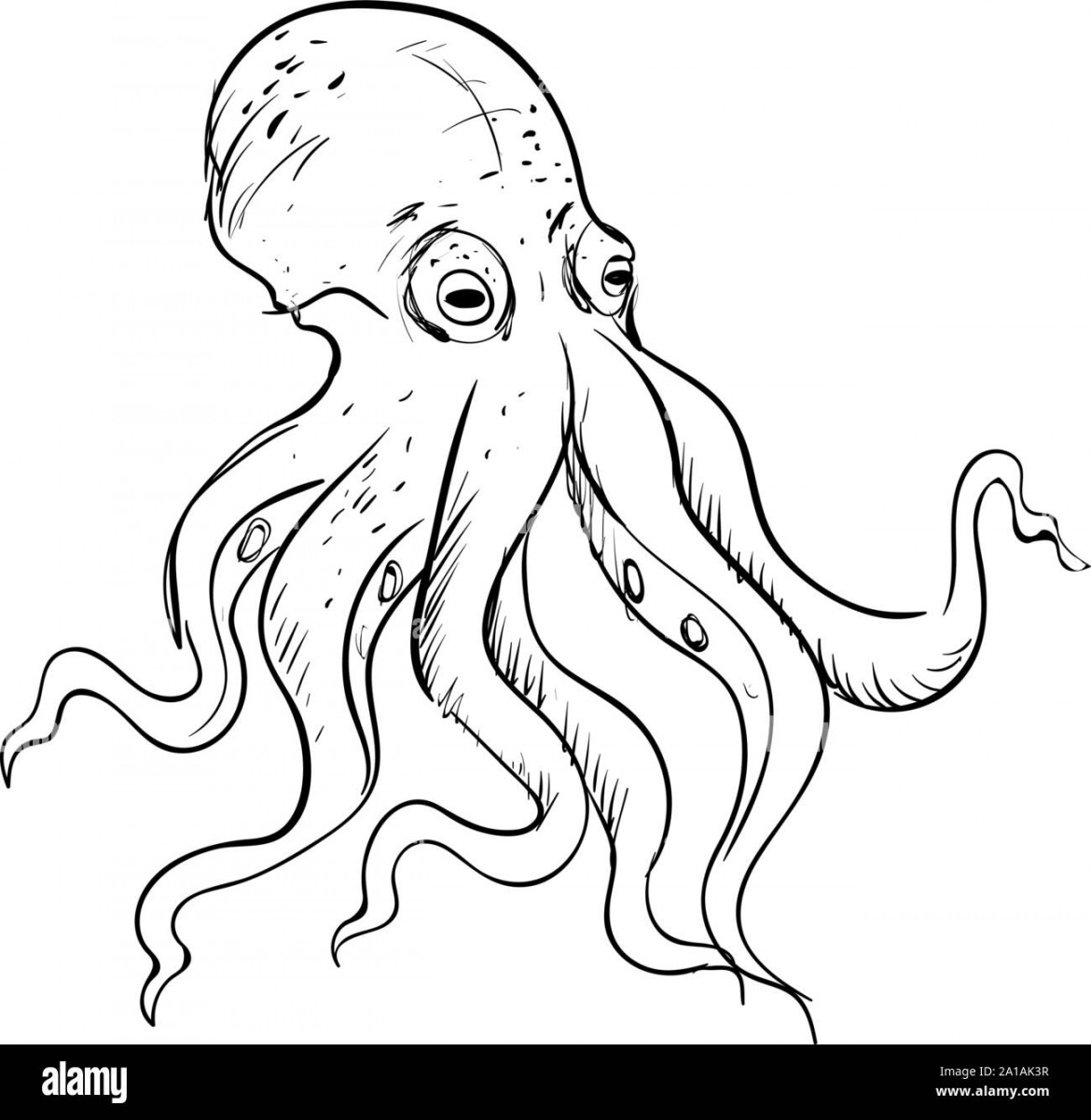 Octopus drawing, illustration, vector on white background Stock