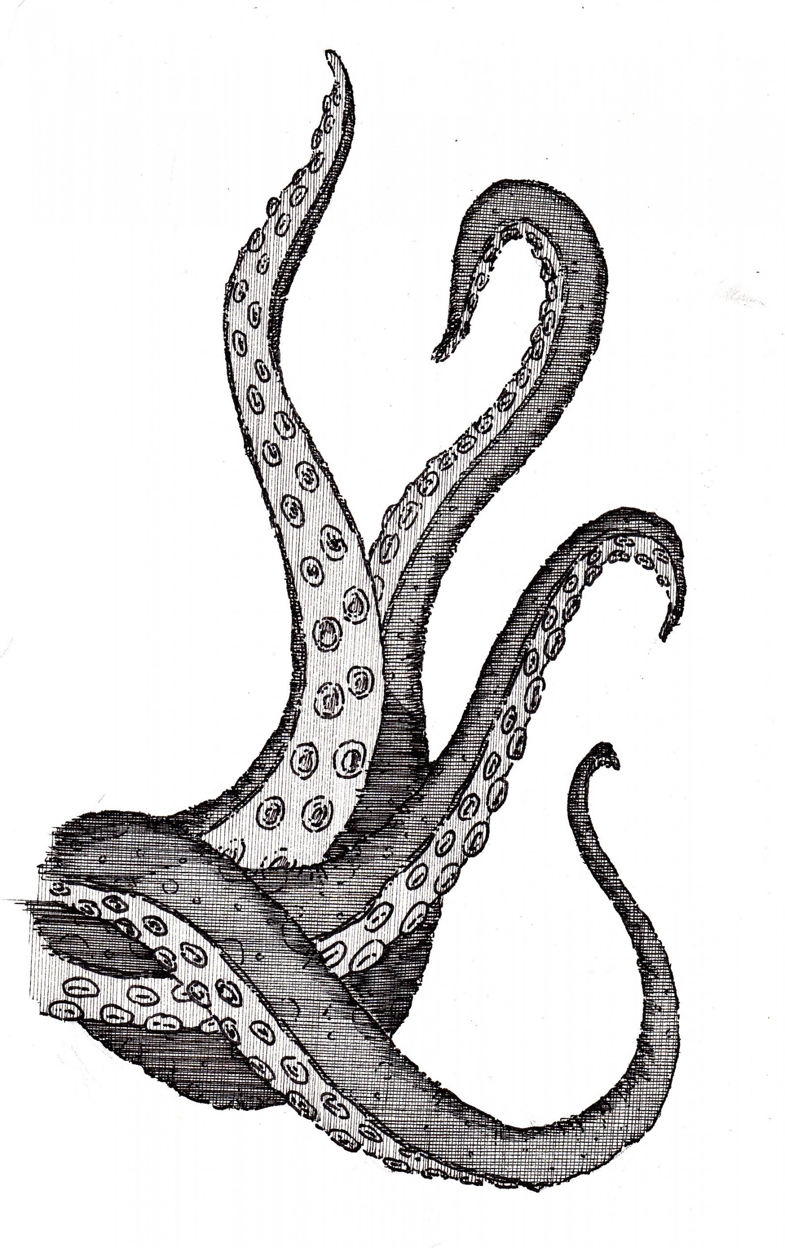 Octopus tentacles drawing, Octopus illustration, Octopus drawing