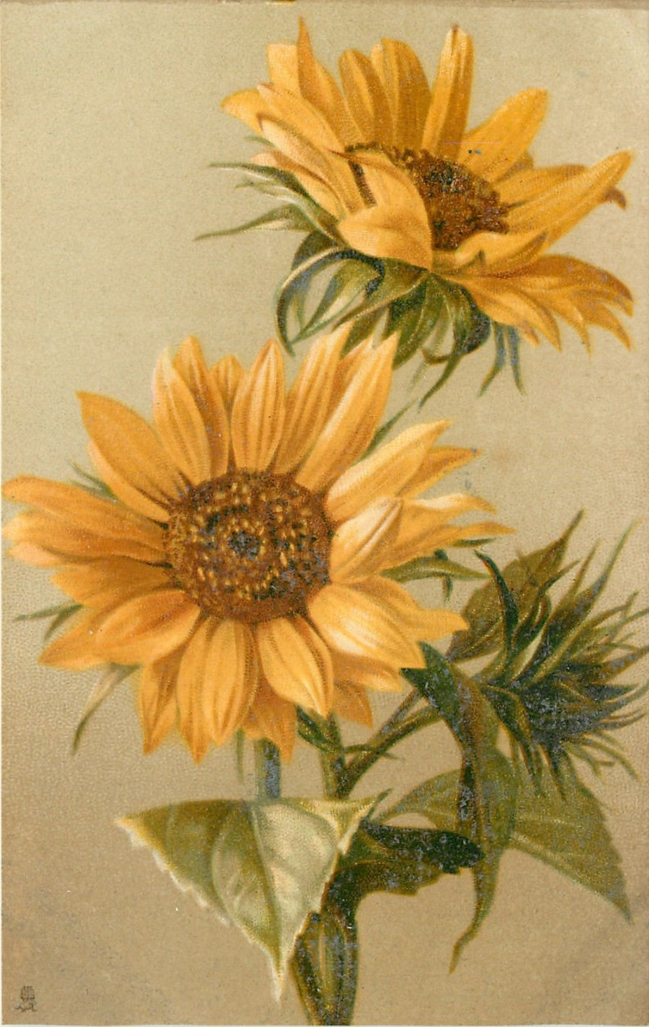 one full sunflower below facing forward, one smaller one above