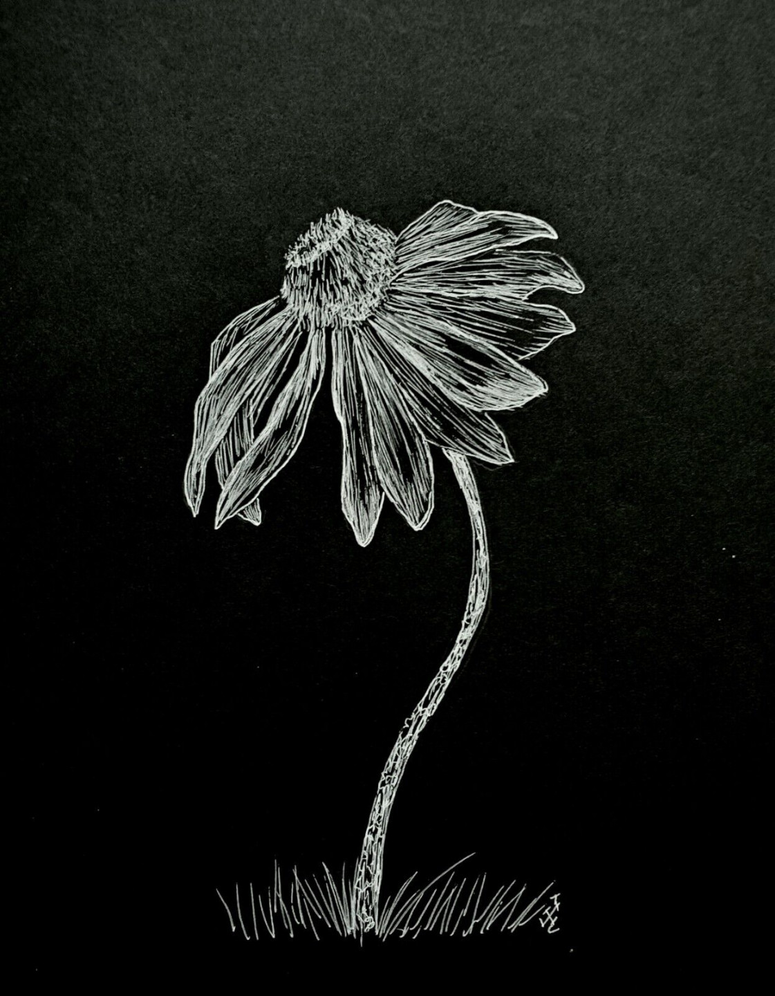 Original Pen Ink Daisy Flower Nature Black White Drawing Crossley Art Sketch