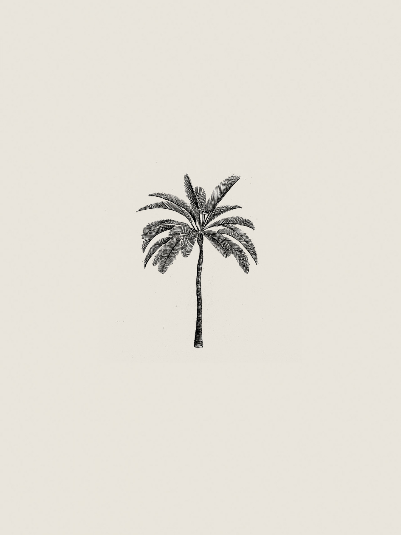Palm Tree Drawing Minimal Print — SAM SCALES  Illustration