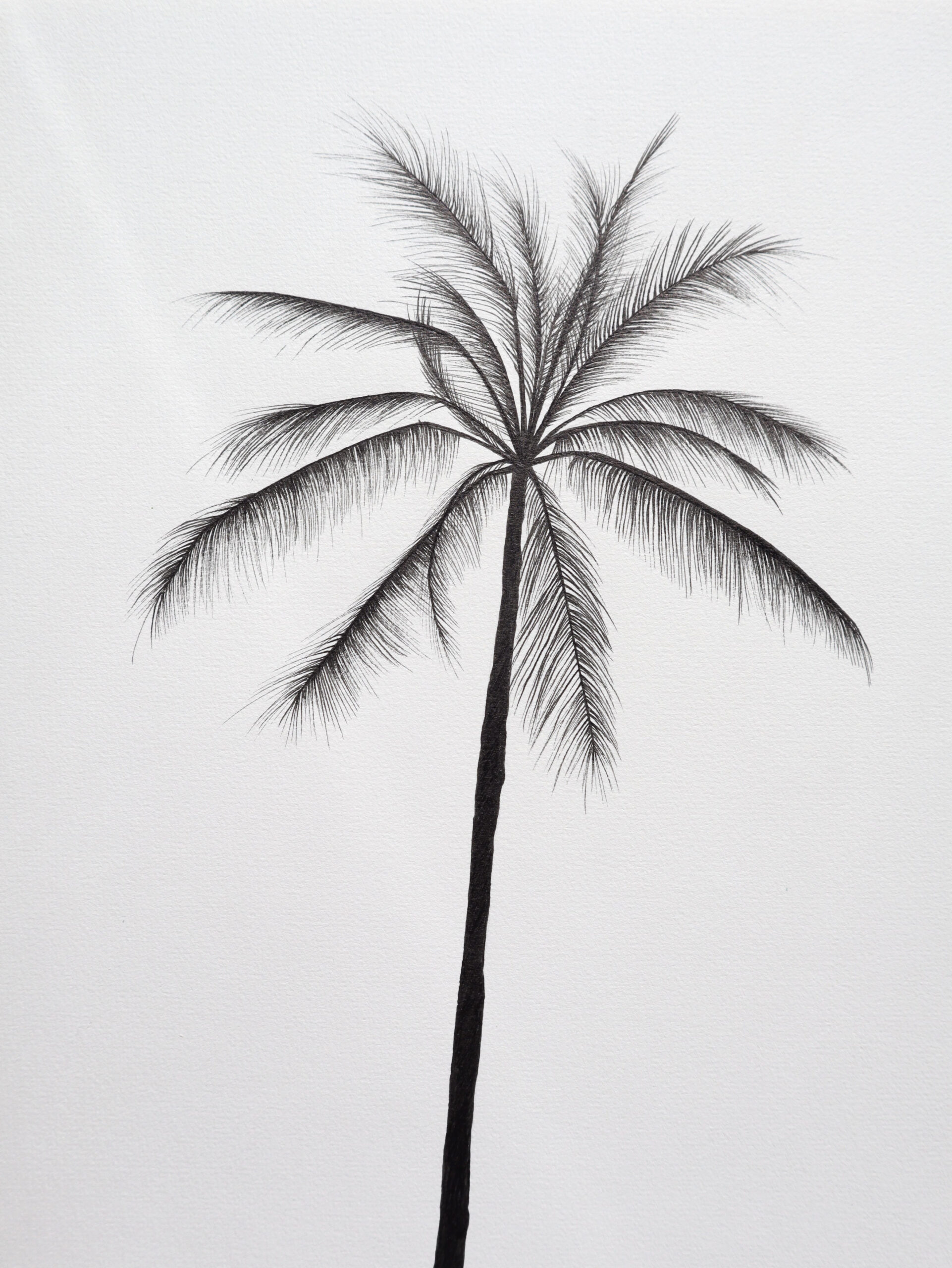 Palm tree drawing. Original drawing island fine line art
