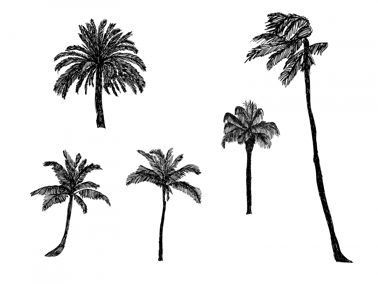 Palm Tree Drawing (PNG Transparent)  OnlyGFX