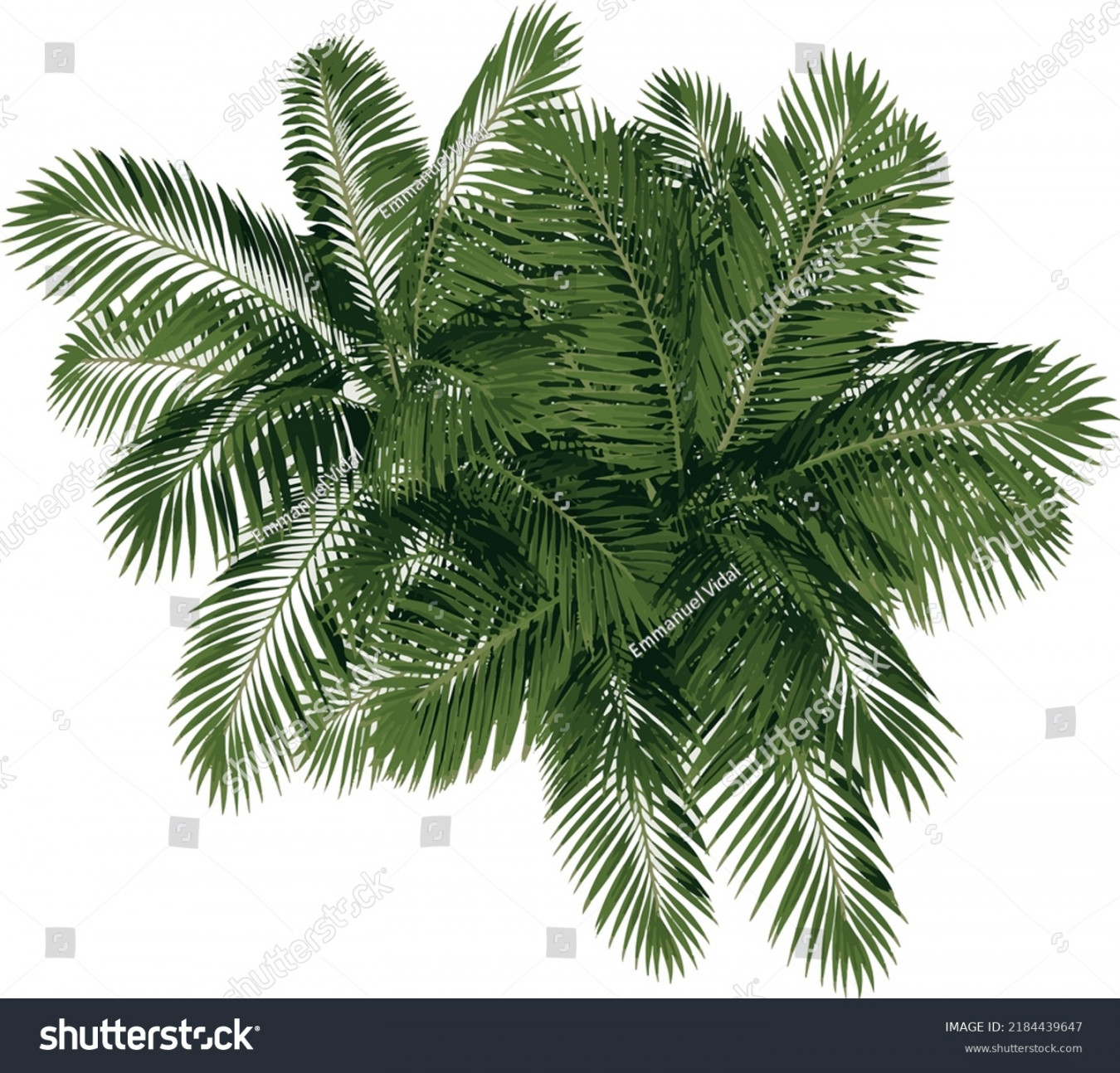 , Palm Tree Top View Images, Stock Photos, D objects