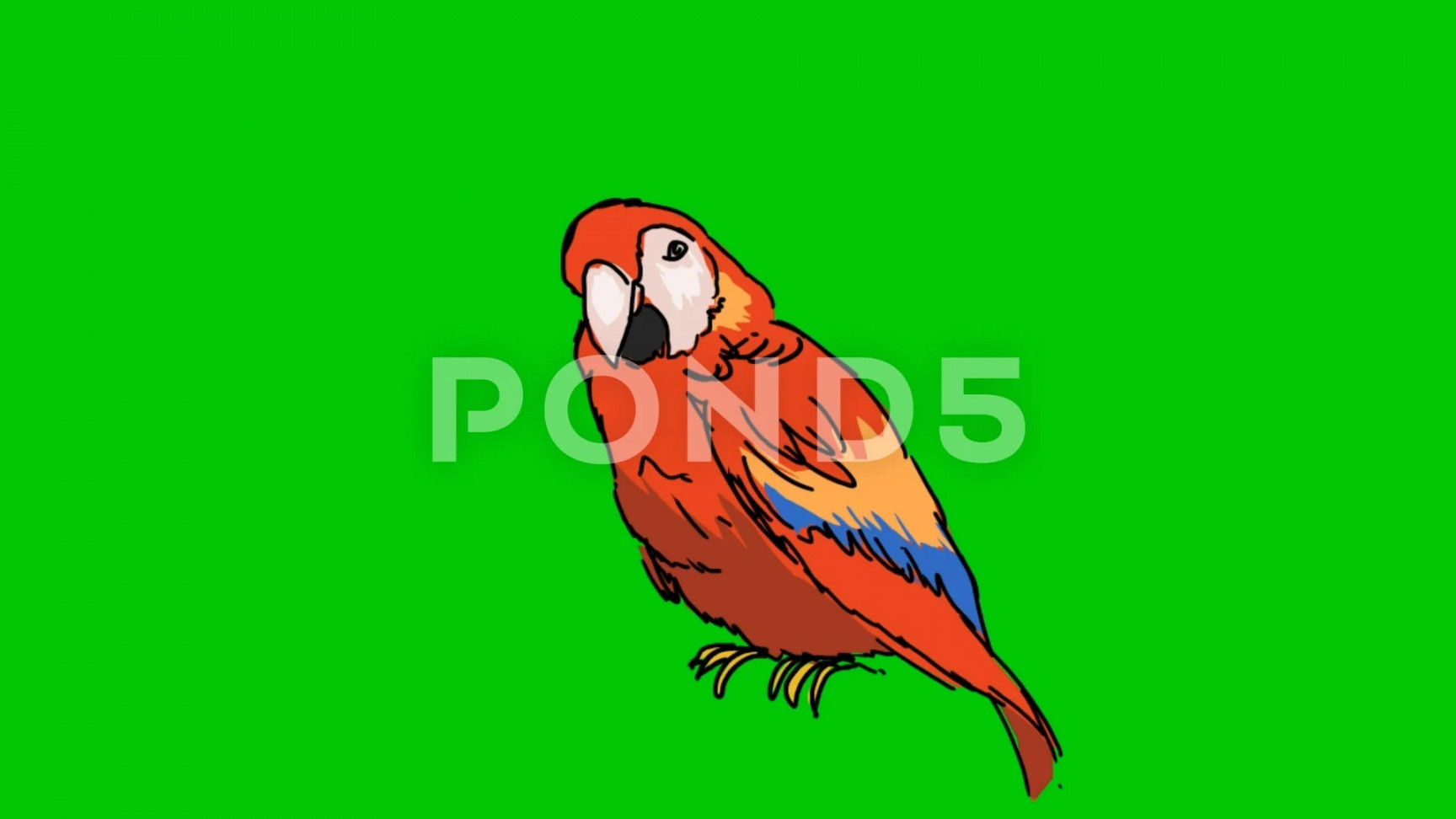 parrot - Hand Drawn - Green Screen