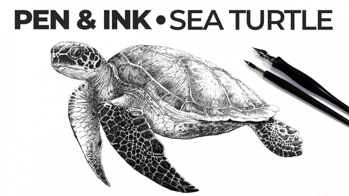 Pen and Ink Drawing - "Sea Turtle" - YouTube