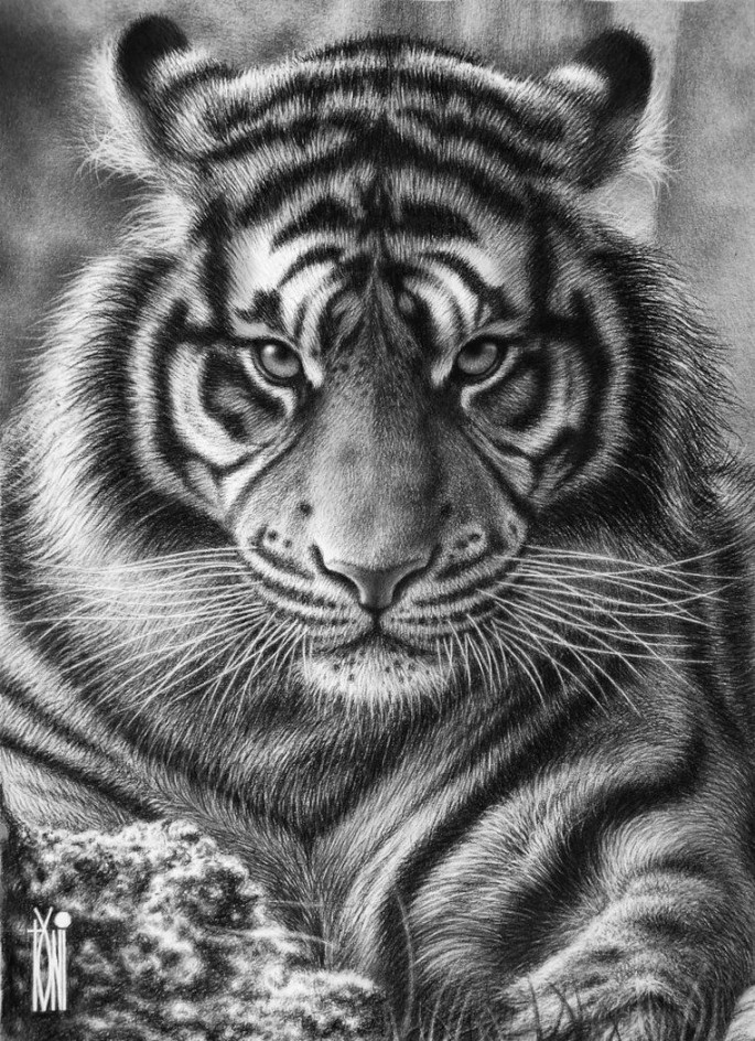 pencil &lt;---cm---&gt;  Tiger face tattoo, Tiger tattoo design