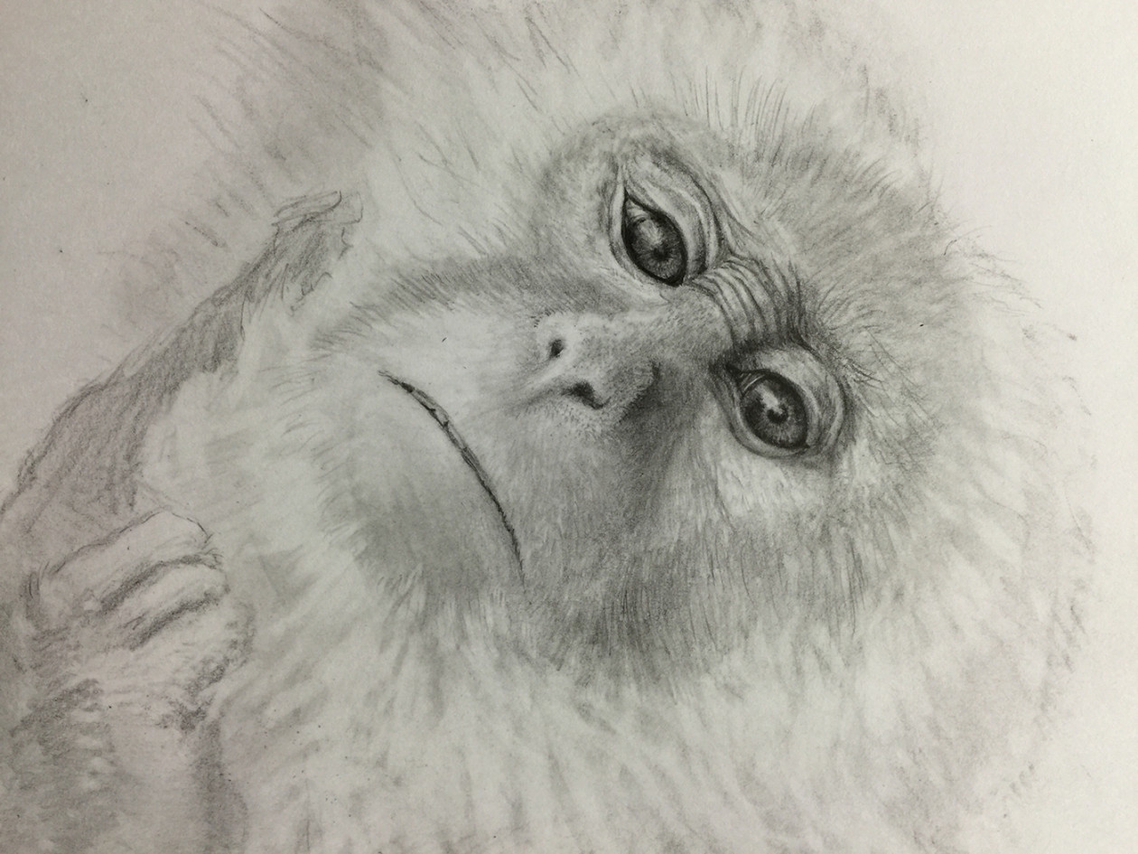 Pencil drawing - Japanese macaque :: Behance