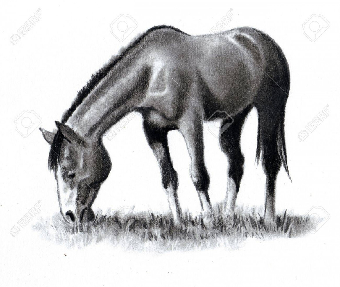 Pencil Drawing Of Horse Grazing Stock Photo, Picture and Royalty