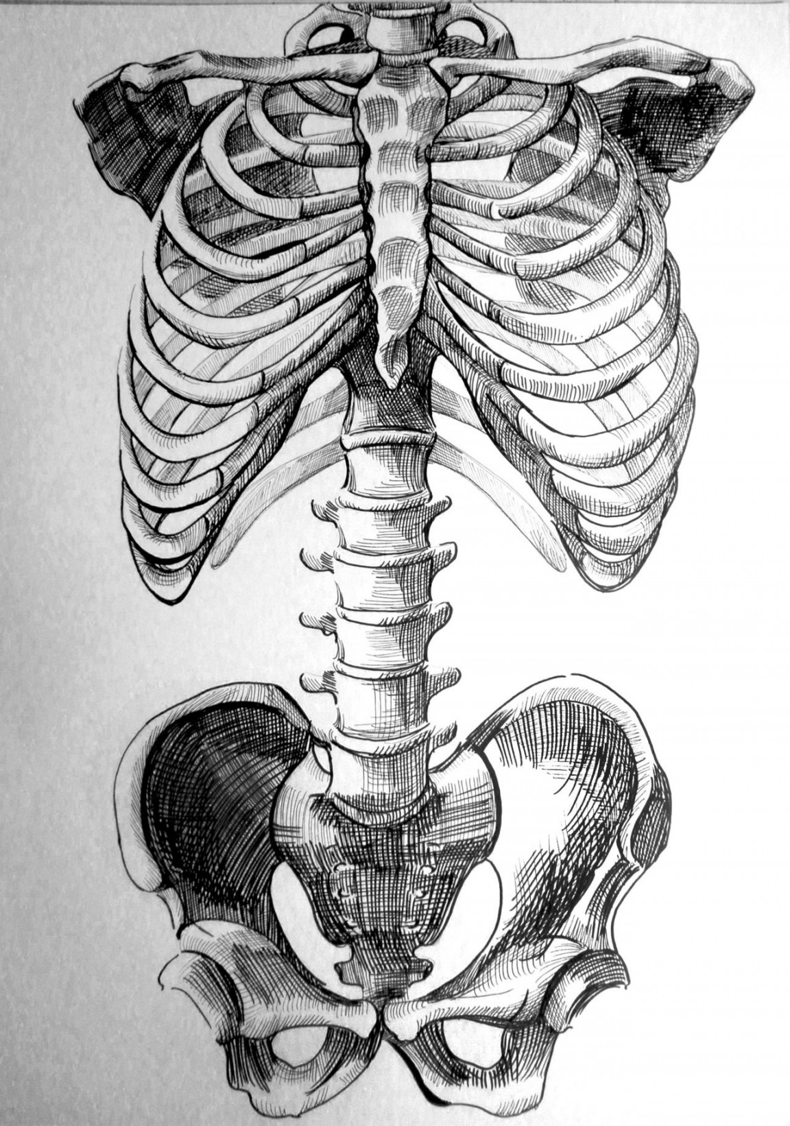 Pin by Justin Karlin on Medical Images  Anatomy art, Skeleton art