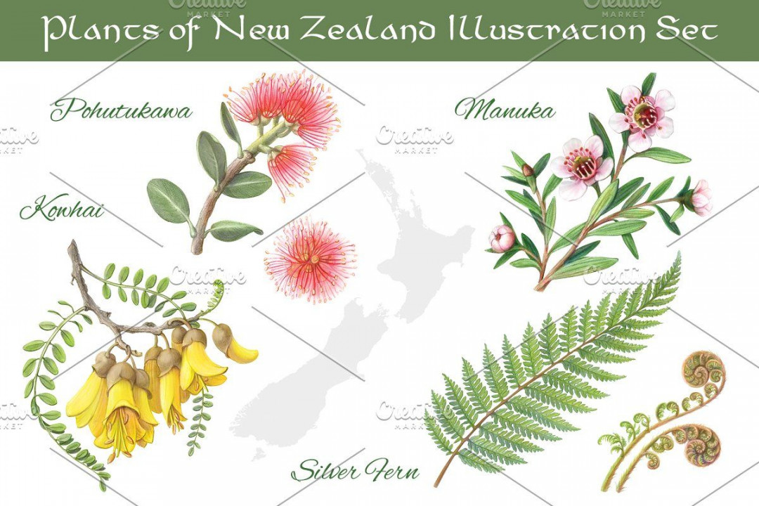 Plants of New Zealand Set  Flower illustration, Illustration, New