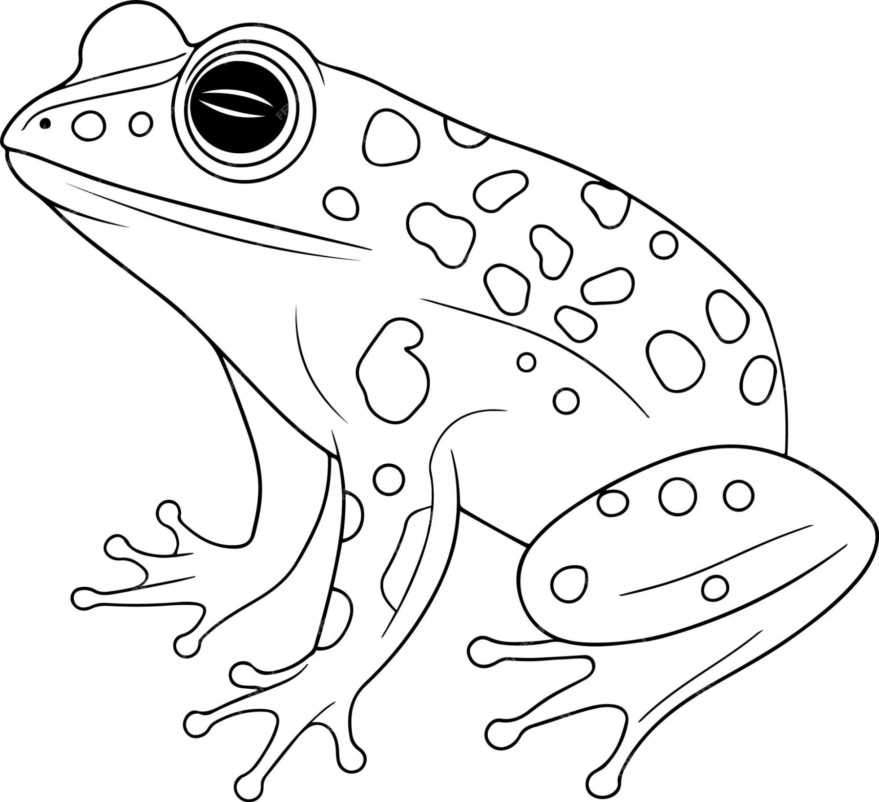 Premium Vector  Frog vector illustration black and white frog