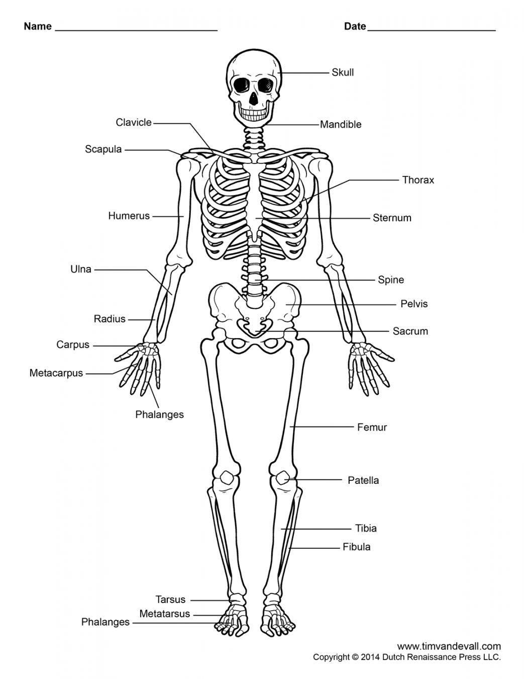 Printable Human Skeleton Diagram – Labeled, Unlabeled, and Blank