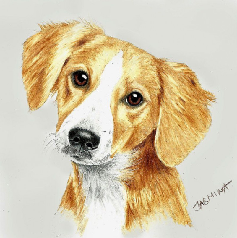 Puppy portrait - colored pencil drawing  Собачки