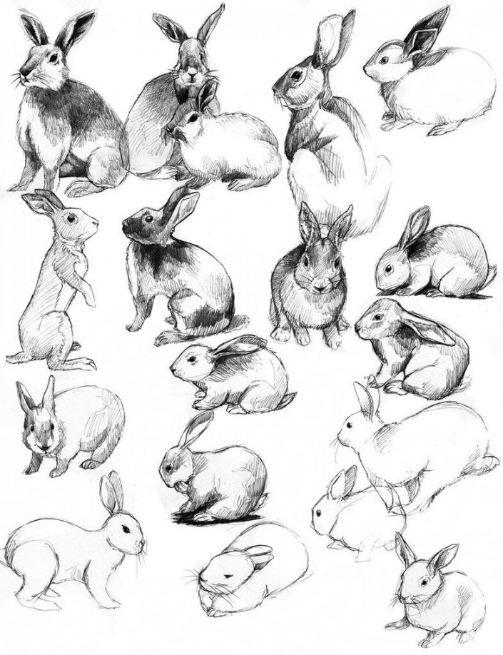 rabbits  Rabbit art, Rabbit drawing, Animal sketches