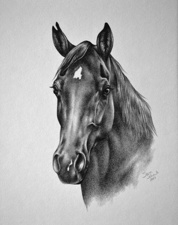 Realistic and life like pencil drawings of horses and dogs from