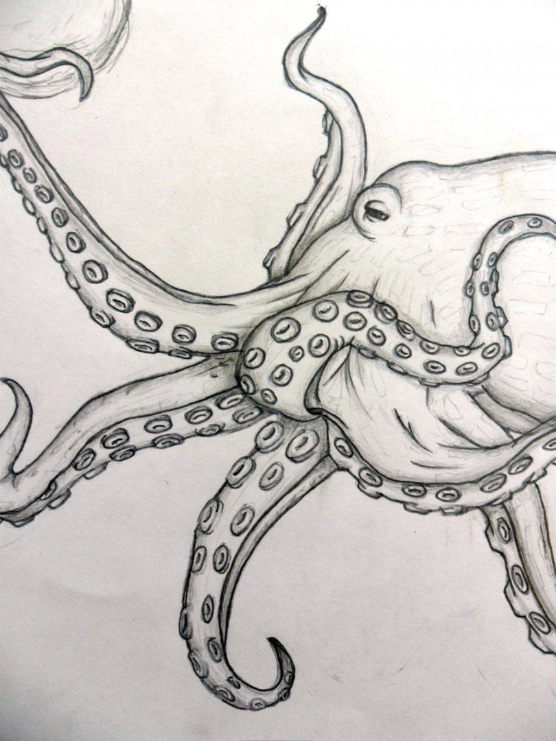 Realistic Octopus Drawing  Realistic Octopus Drawing Pictures