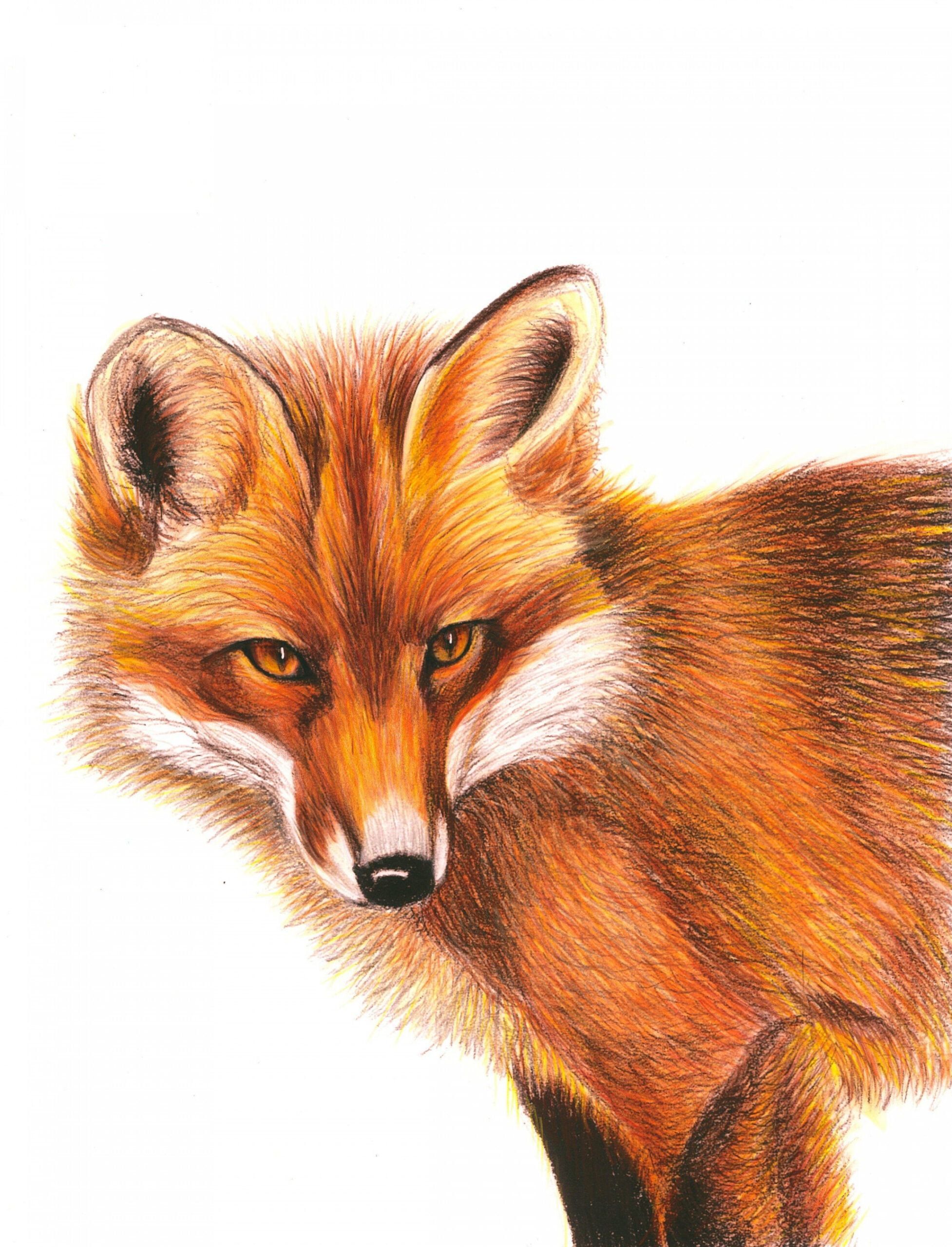 Red Fox, color pencil drawing. Giclee print of my original drawing.