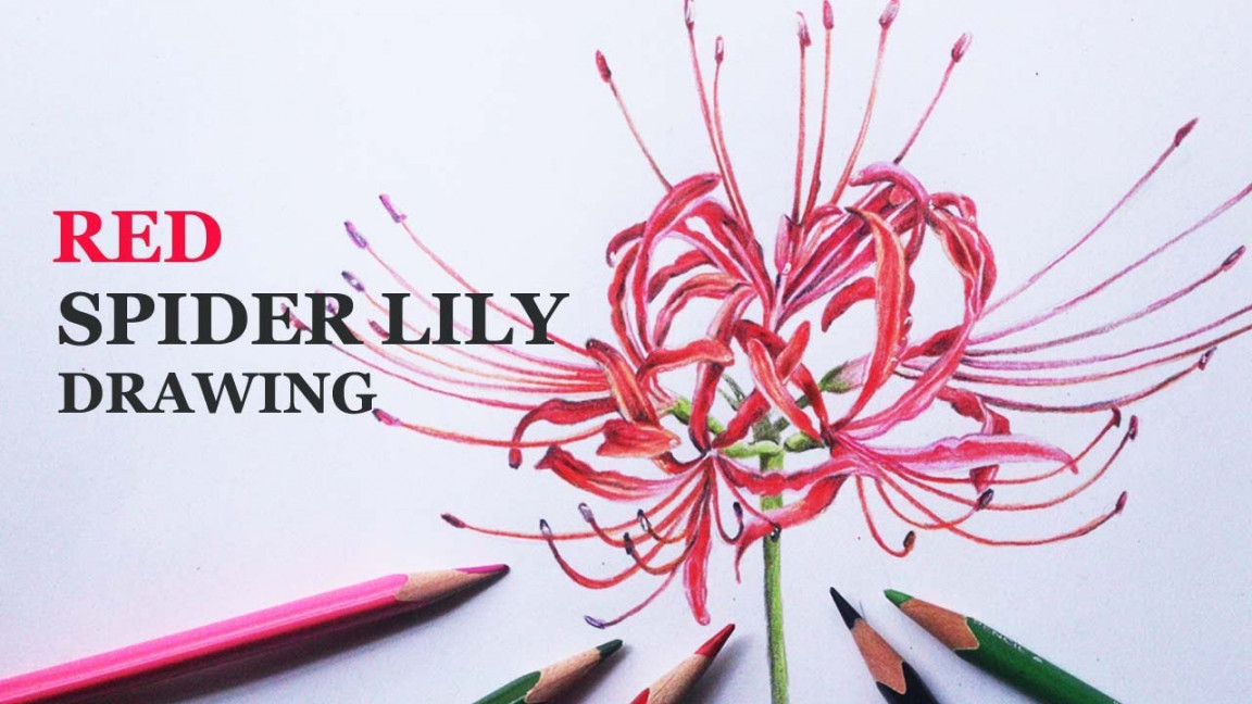 Red Spider Lily drawing  Drawing in color pencils  Flower drawing