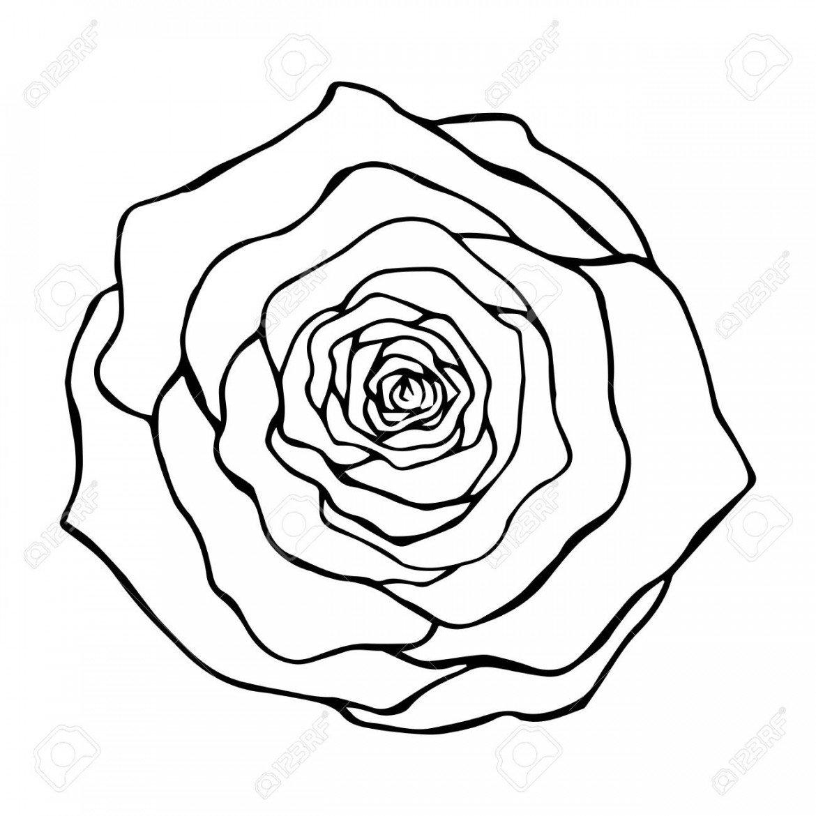 Rose Flower Top View Contour Drawing In Black On A White