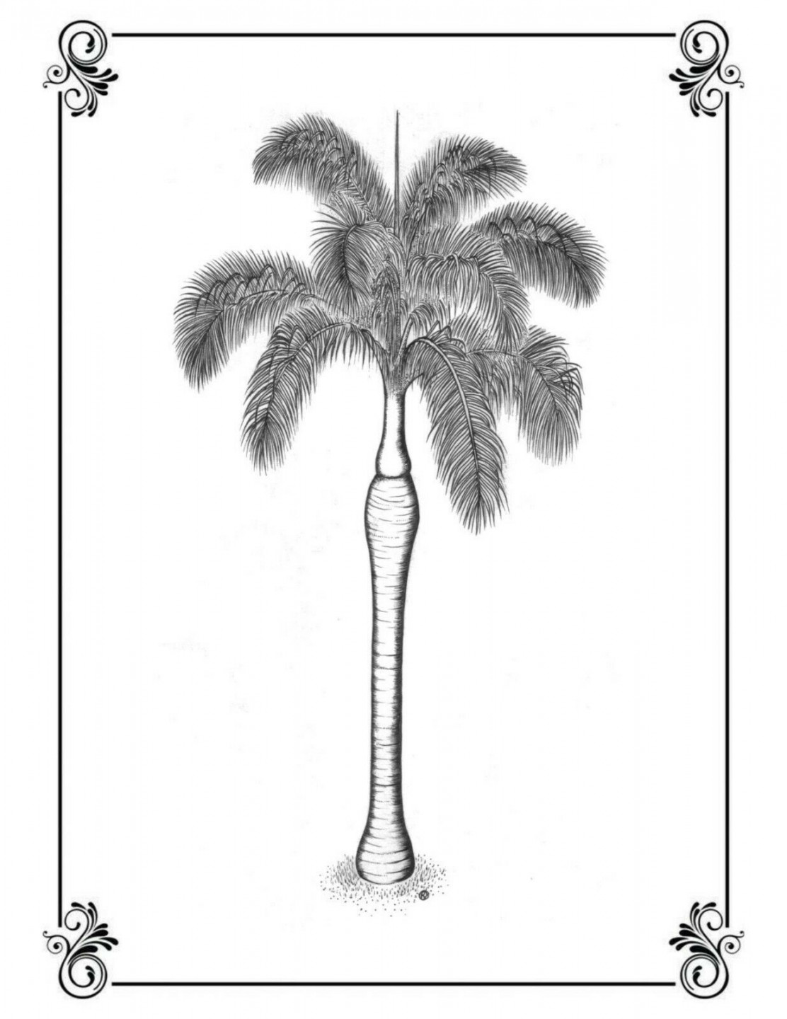 Royal Palm Roystonea regia Print (FREE SHIPPING) – R&B Floridaseeds