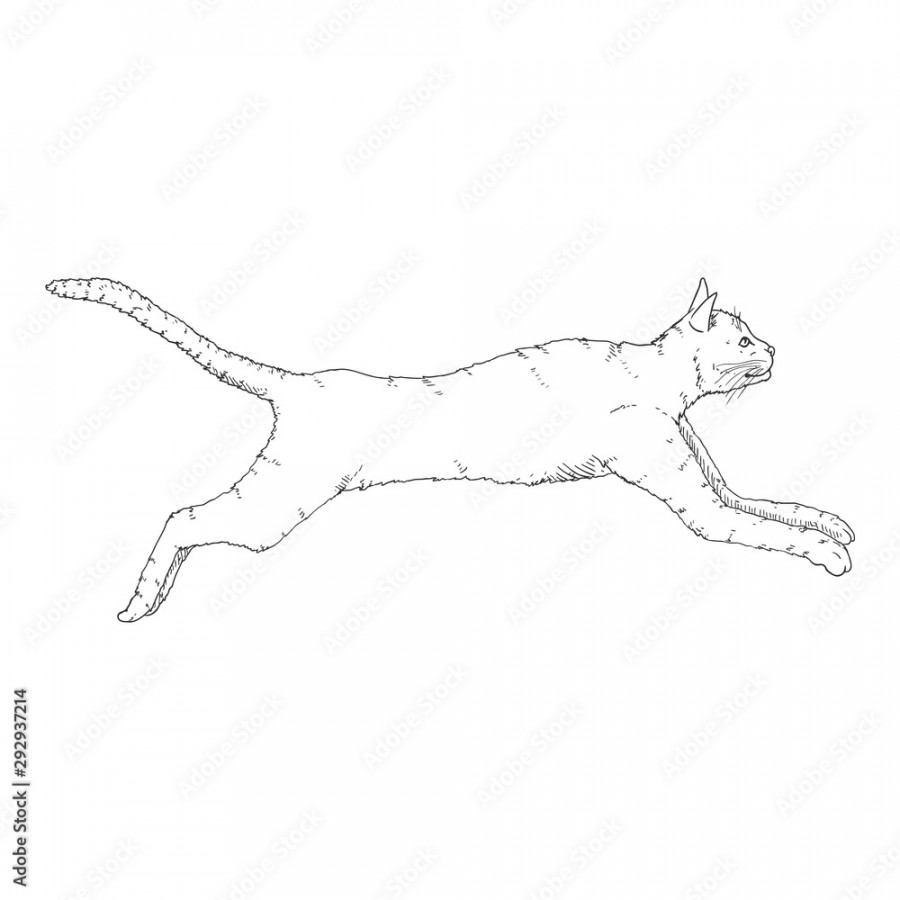 Running Cat