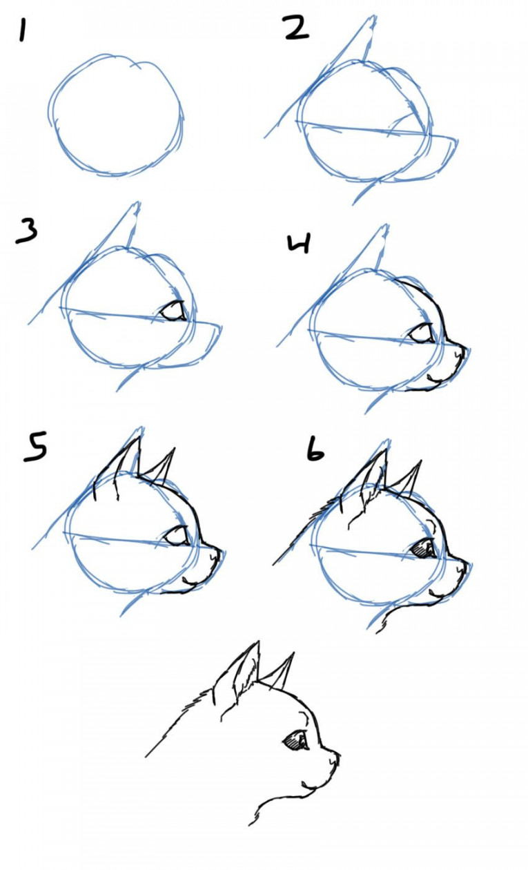 Savanna Williams: How to Draw Cats- Faces / Heads  Cat face