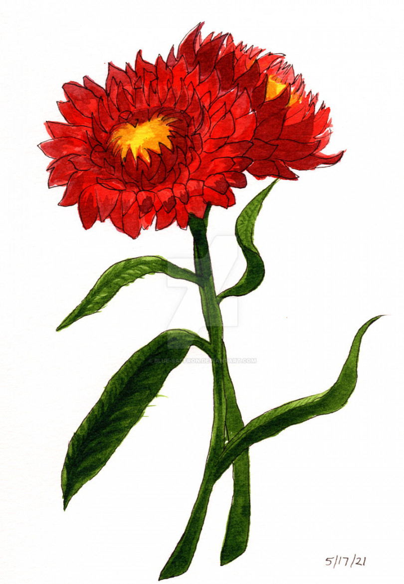 Scarlet Strawflower (Xerochrysum bracteatum) by Blue-Saffron on