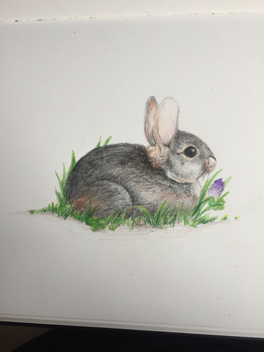 Semi-realistic bunny drawing, I