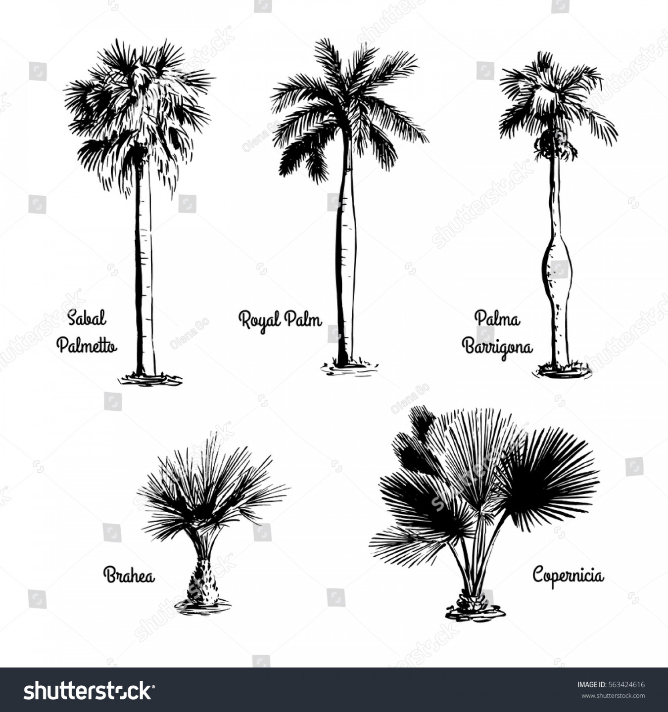 Set Hand Drawn Tree Sketches Royal Stock Vector (Royalty Free