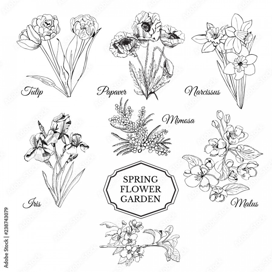 Set of hand drawn graphic sketch of spring flowers for flower