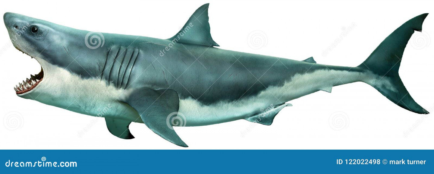 Shark Side View Stock Illustrations –  Shark Side View Stock