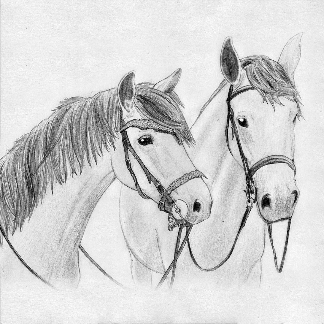 Sián Artwork on X: "Here&#;s a drawing of two horses one follower