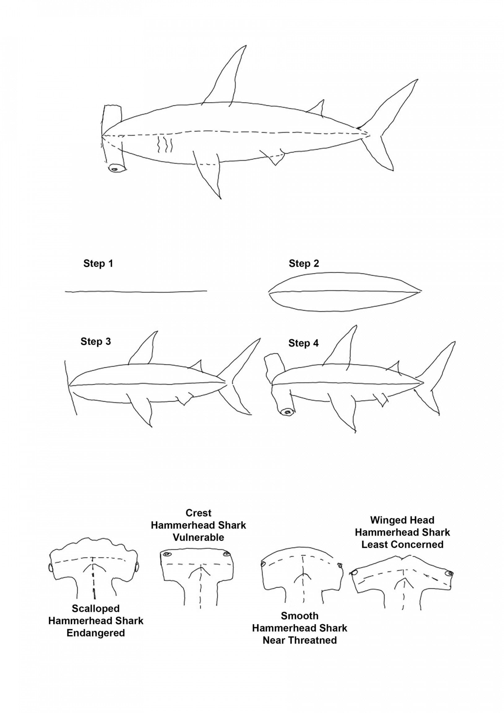 Side view of Hammerhead Shark  Art Box Workshops