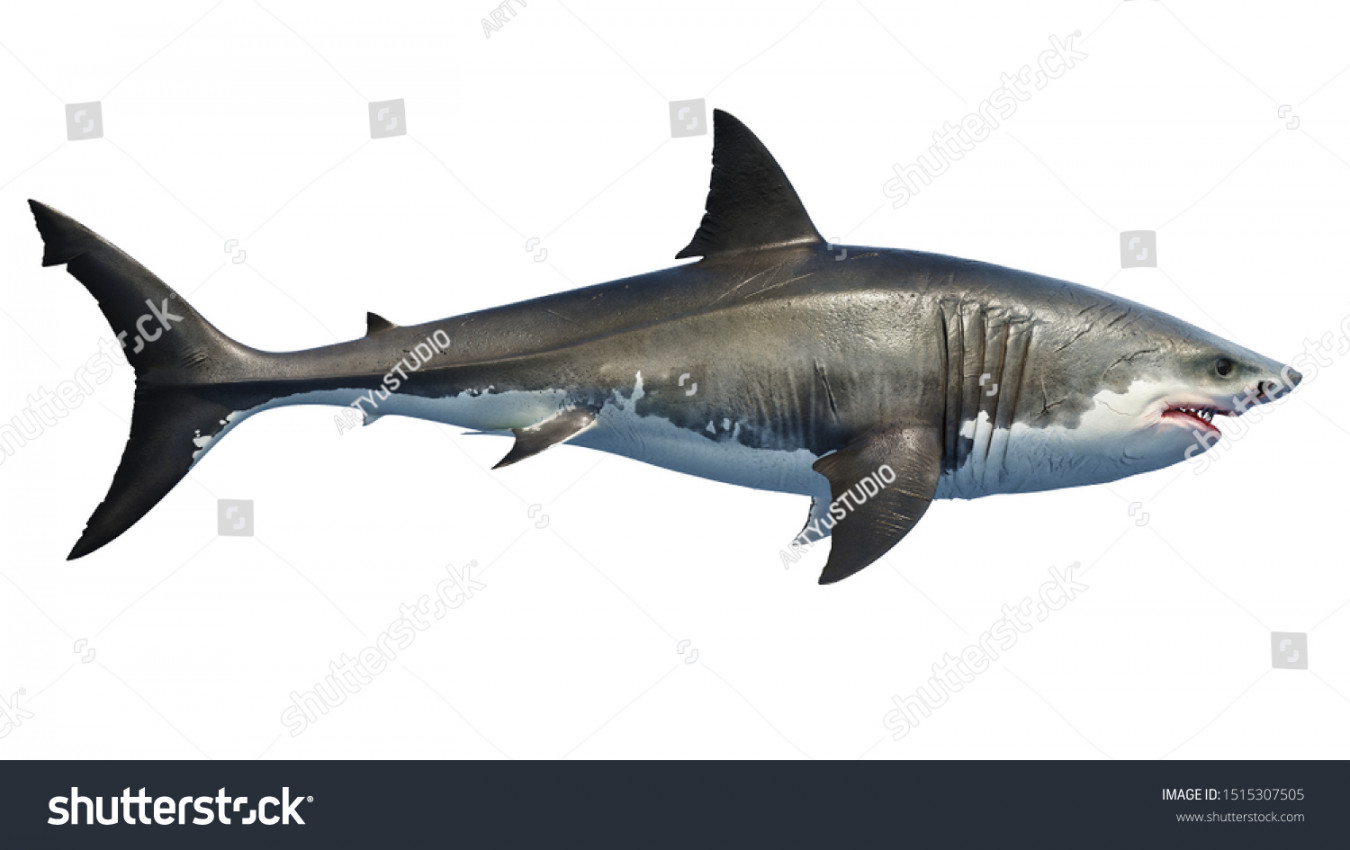 Side View Shark: Over  Royalty-Free Licensable Stock