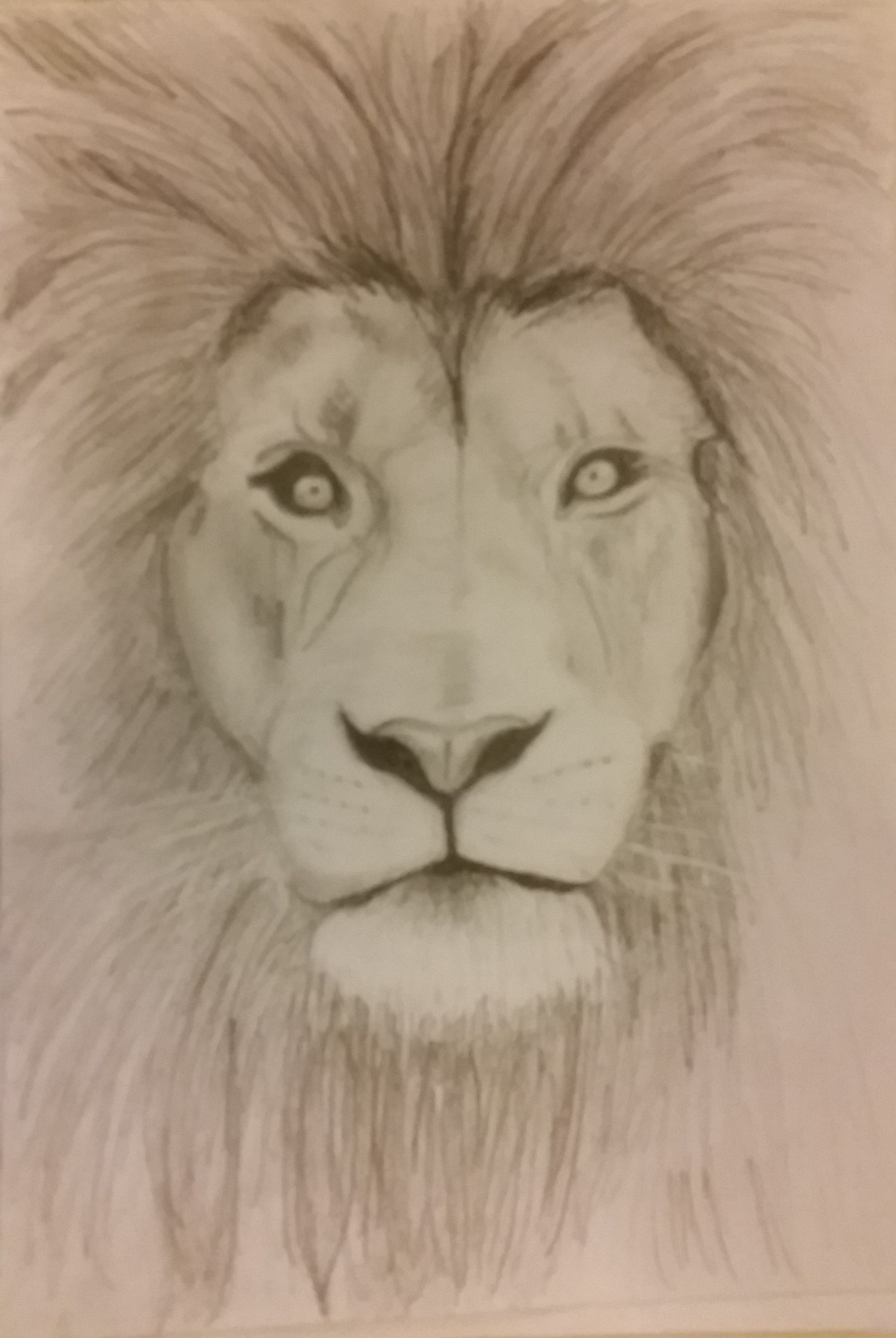 simple lion sketch/drawing with pencil  Lion sketch, Pencil