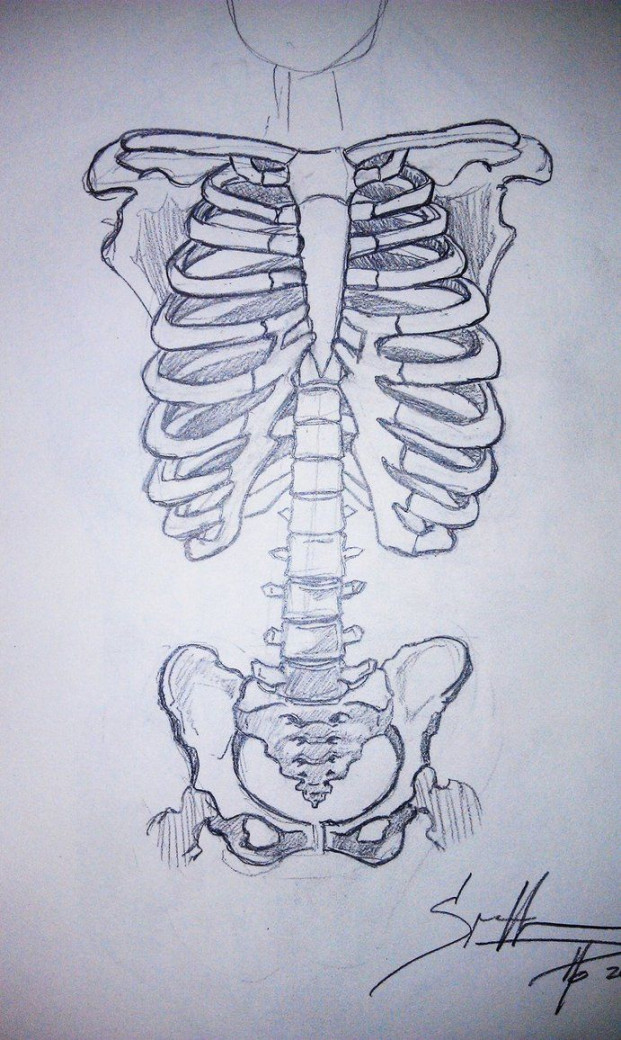 skeleton torso drawing -patch idea  Skeleton drawings, Skeleton