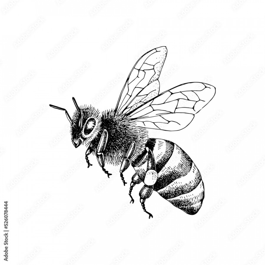 Sketch honey bee side view vector drawing