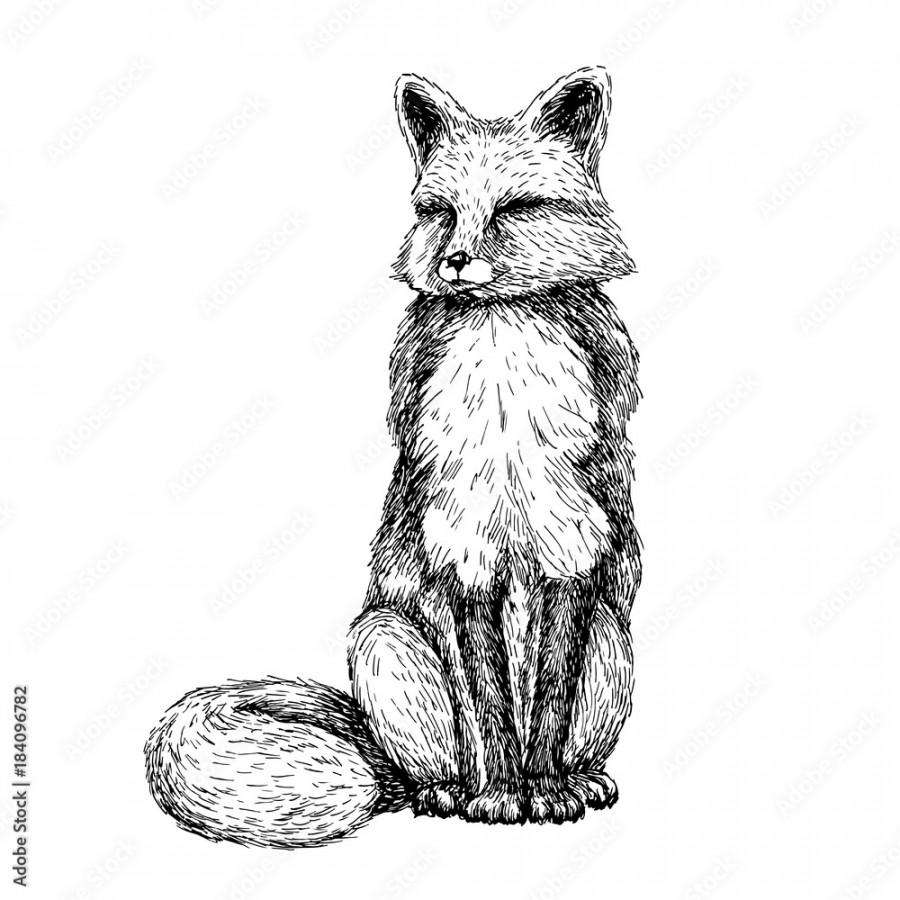 Sketch line art drawing of fox