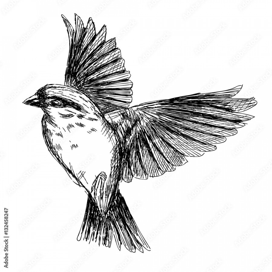 sketch tattoo realistic flying bird Stock-Vektorgrafik  Adobe Stock