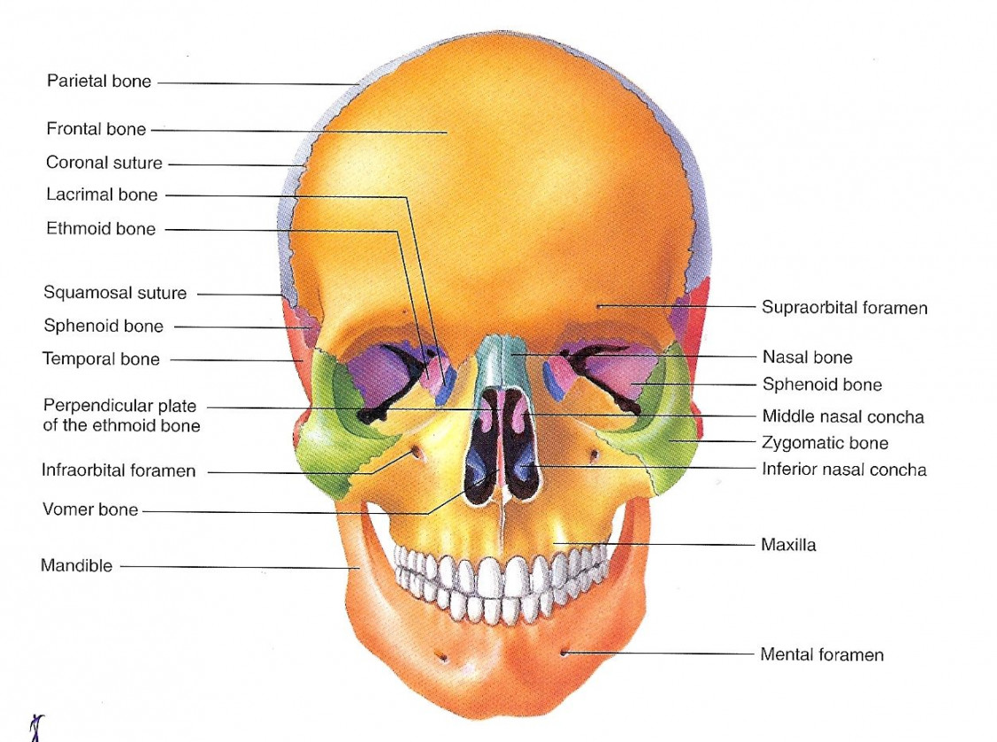 Skull labeled  Anatomy bones, Human anatomy drawing, Human