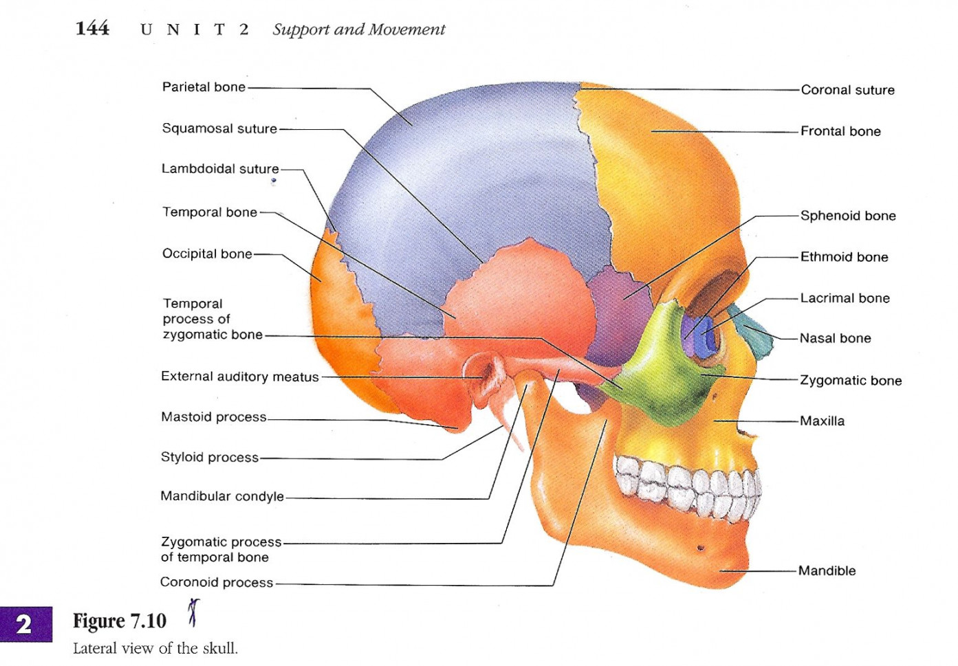 Skull labeled  Human anatomy drawing, Human skeletal system