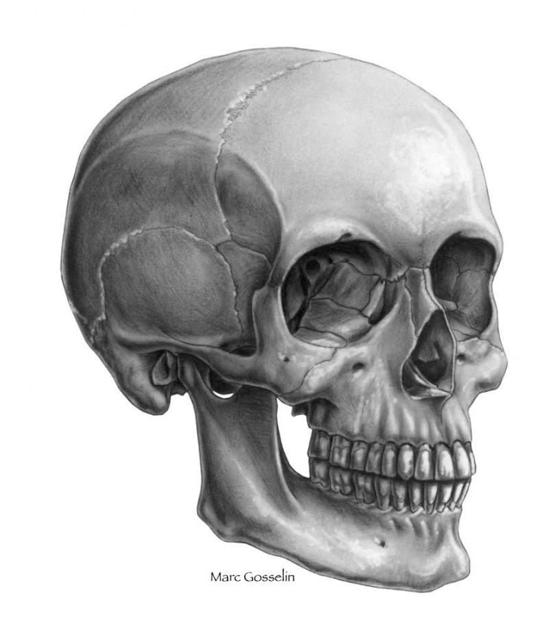 Skull, Three quarter view by marcgosselin on DeviantArt