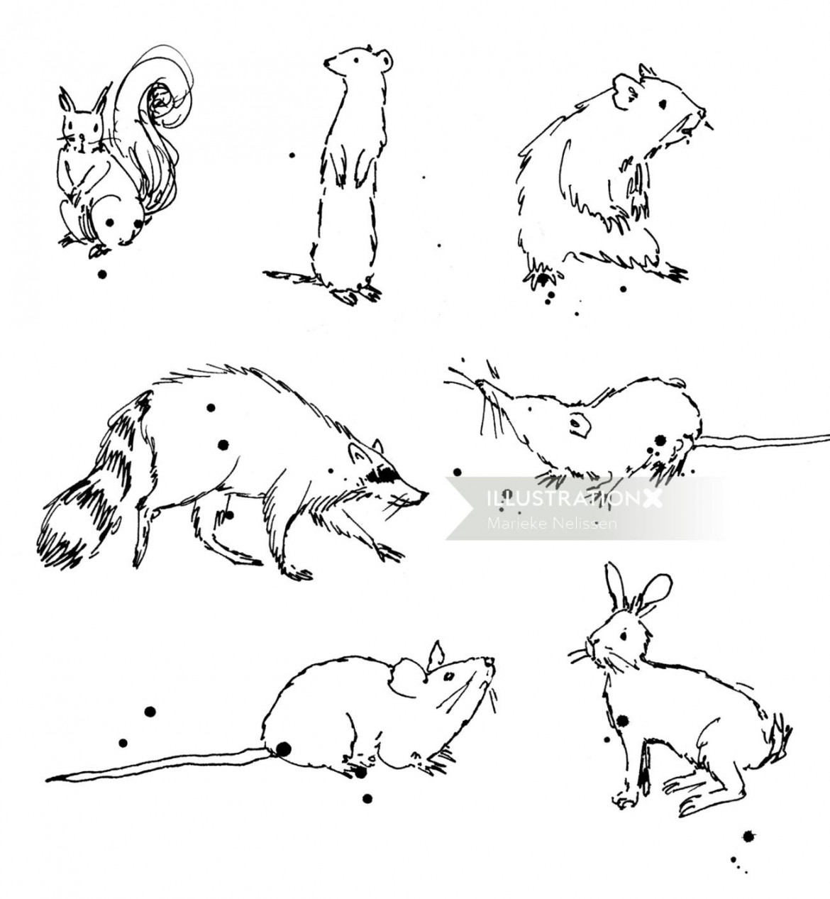 Small wild animals  Illustration by Marieke Nelissen