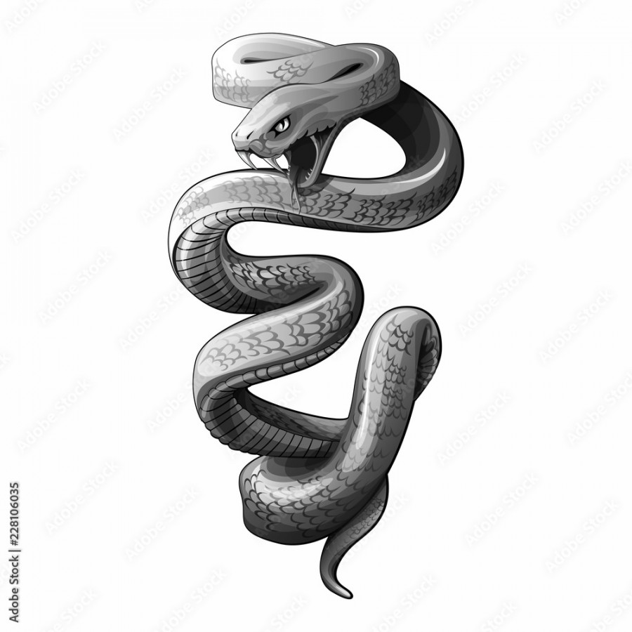 snake vector draw Stock-Vektorgrafik  Adobe Stock