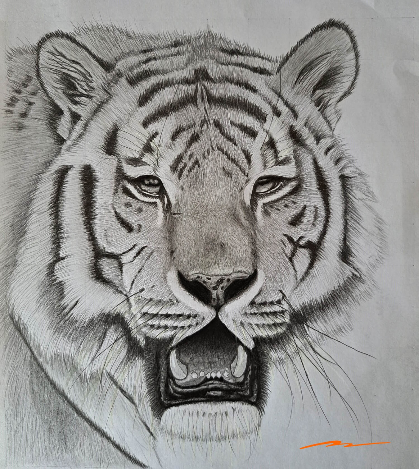 Steps to Easily Drawing a Realistic Tiger  Muus Art