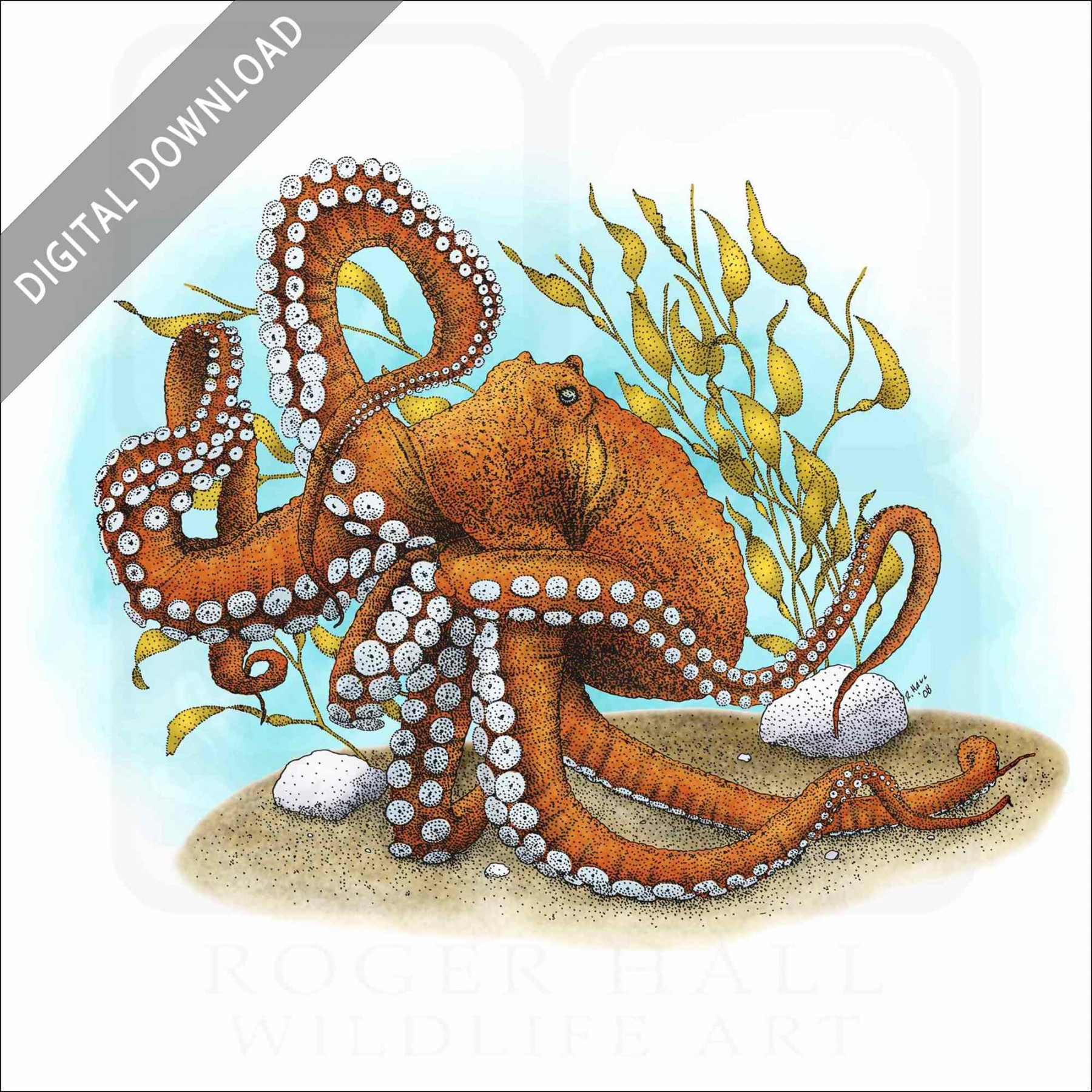 Stock Art Drawing of a Giant Pacific Octopus